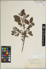 Foto von Salix lapponum L.